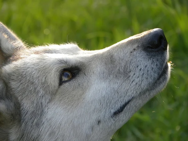 köpek dikkatli ve akıllı bir görüş yukarı doğru görünüyor