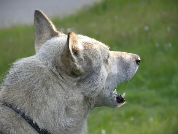Il cane che ha aperto una bocca, ritratto in un profilo Foto Stock