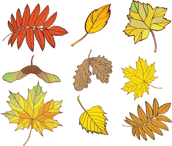 Set of leaves isolated on white background — Stock Vector