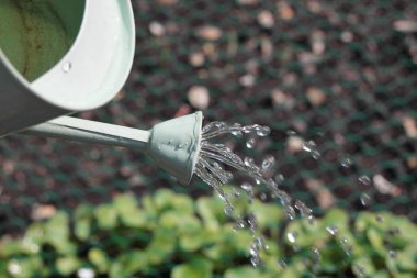 Watering the Veg clipart