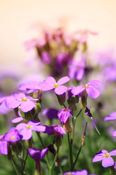 stock image Aubretia