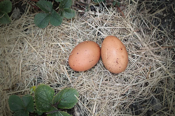 新鲜产卵 — 图库照片