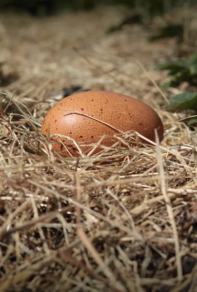Färskt bruna ägg — Stockfoto
