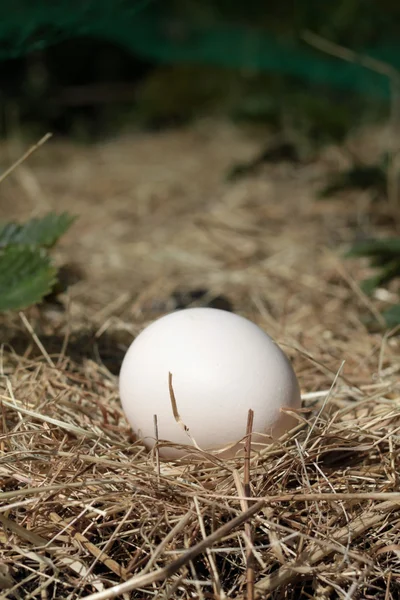 Stanovené vejce — Stock fotografie