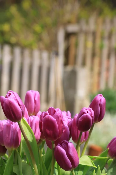 Tulipanes rosados (Tulipa ) — Foto de Stock