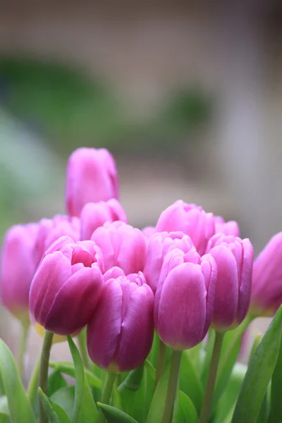 Tulipanes (Tulipa ) —  Fotos de Stock