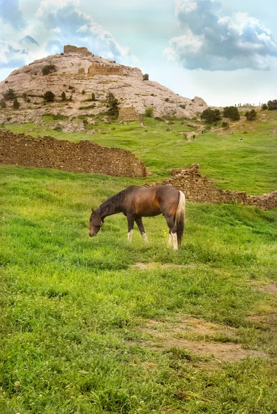 Merumput kuda — Stok Foto