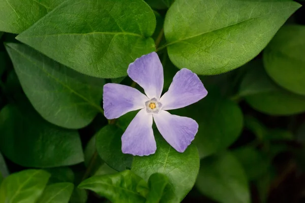 stock image Periwinkle flower