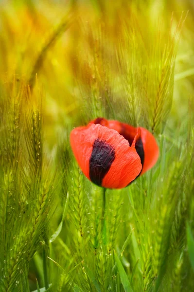 穀物のフィールド上の赤いケシ — ストック写真