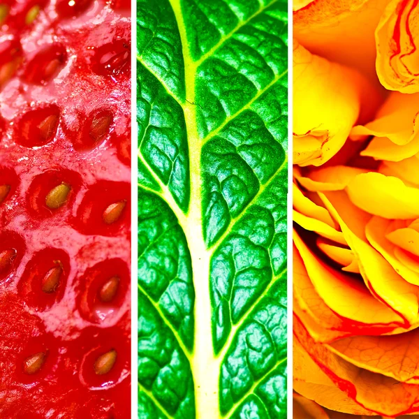 Set nature card with rose, leaf and strawberry — Stock Photo, Image