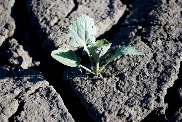 Plante care cresc în solul crăpat — Fotografie, imagine de stoc