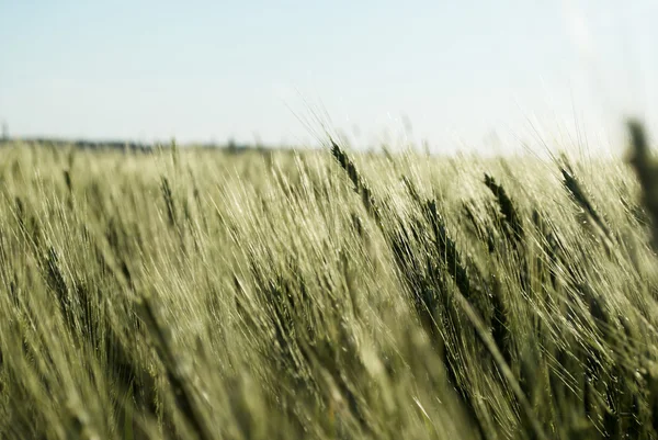 Immature wheat field — Stock Photo, Image
