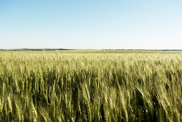 Immature wheat field — Stock Photo, Image