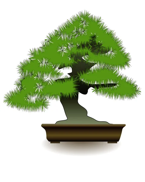 Japanese bonsai tree — Stock Vector