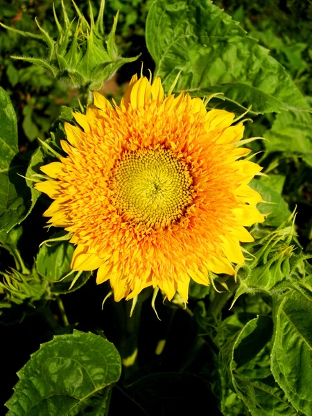 stock image Sunflower yellow hat