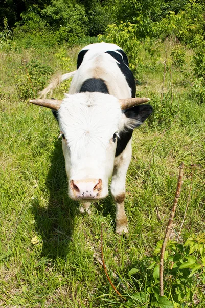 A young bull — Stock Photo, Image
