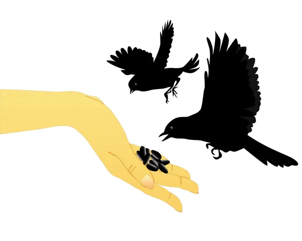 Pájaro alimentándose con sus manos — Vector de stock