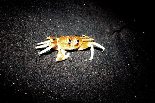 Crabe jaune — Photo
