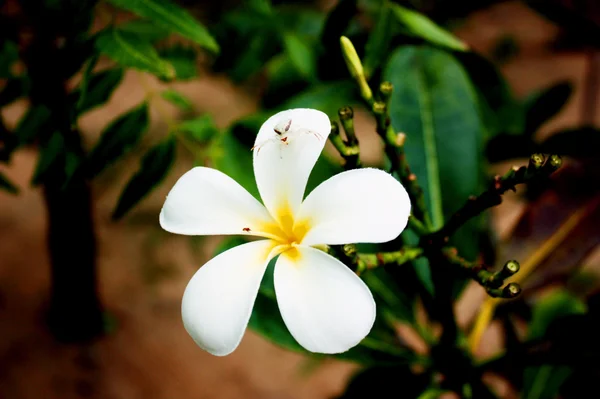 Flor blanca grande — Foto de Stock