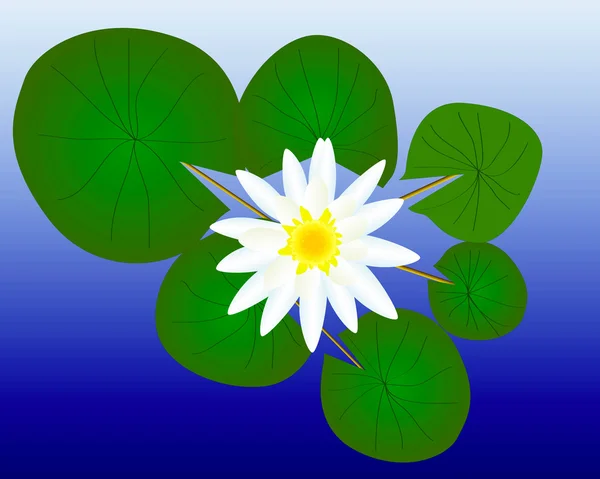 Water lily with green leaves — Stock Vector