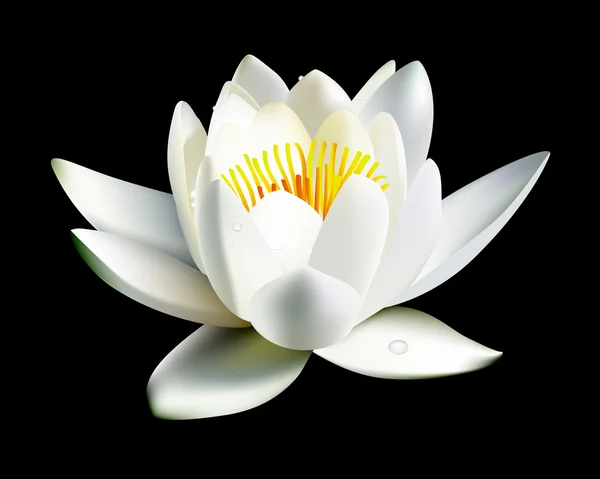 White Water Lily Flower — Stock vektor