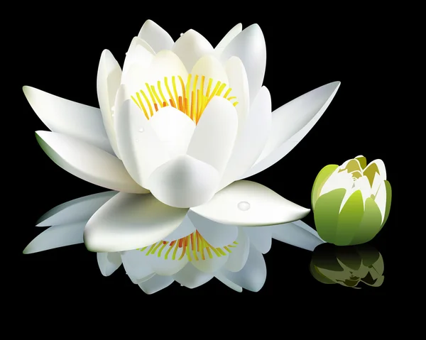White water-lily flower and bud — Stock Vector