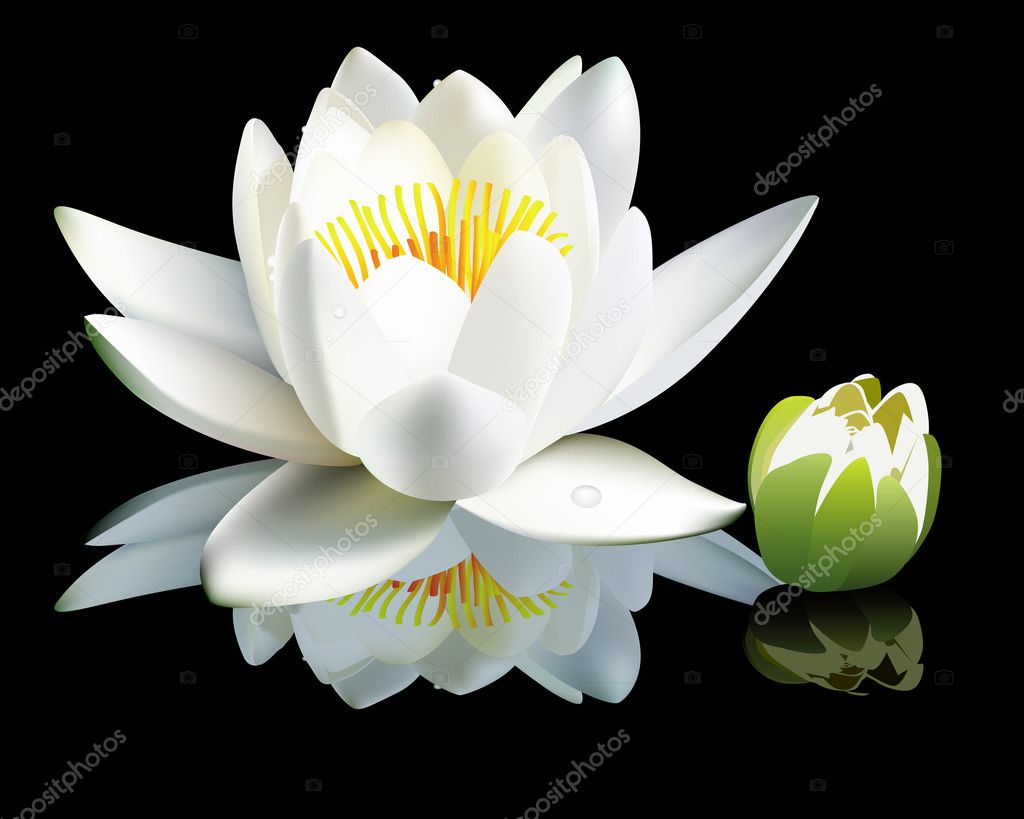 White water-lily flower and bud