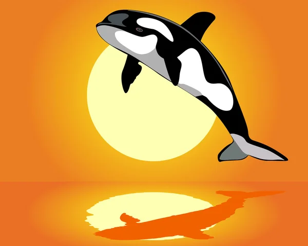 Killer Whale over the water — Stock Vector