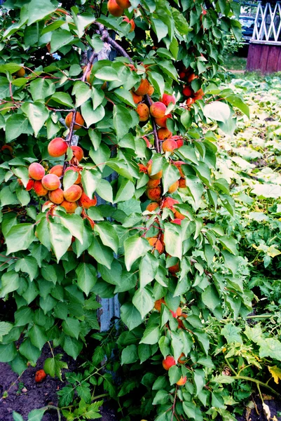 stock image Branch apricots with fruit