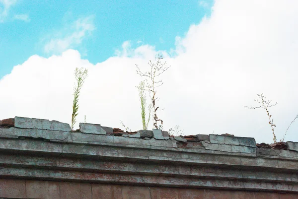 Vegetation auf einem alten Dach — Stockfoto