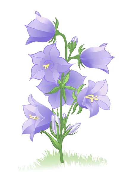 Bluebells blooming — Stock Vector