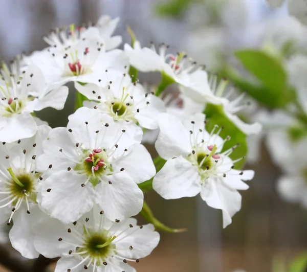 Stock image Springtime