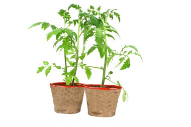 Tomato plants clipart