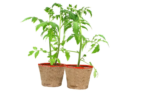 stock image Tomato plants