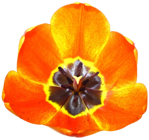 Macro di un tulipano — Foto Stock