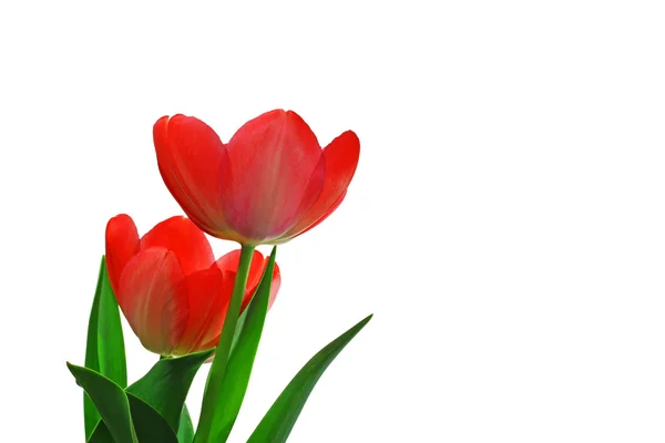 Due tulipani — Foto Stock