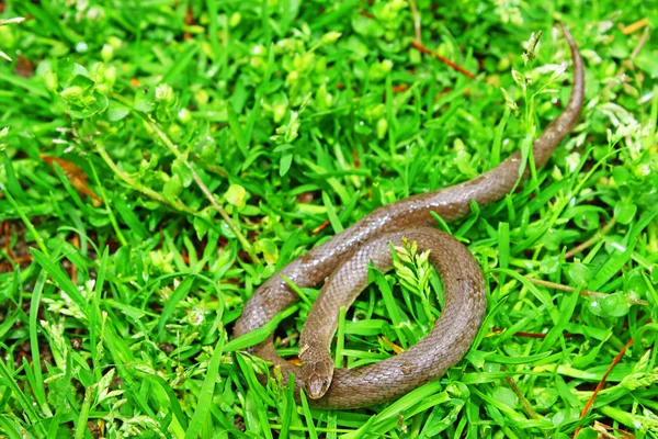 Коричневая змея — стоковое фото
