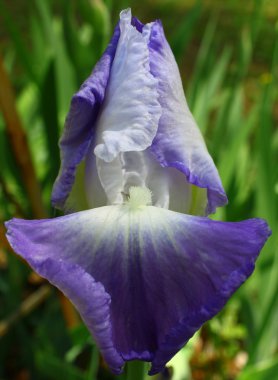 Purple bearde Iris clipart