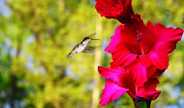 Kolibri — Stockfoto