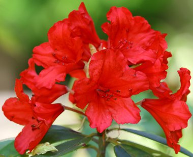 Rhododendron clipart