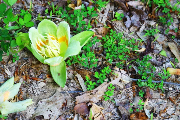 Tulip Poplar Flower — Stock Photo, Image