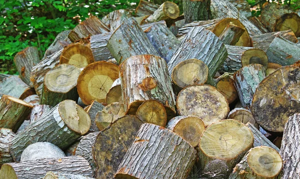 Woodpile — Stock fotografie