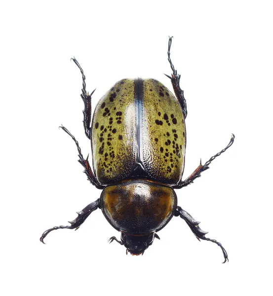 Hercules Beetle — Zdjęcie stockowe
