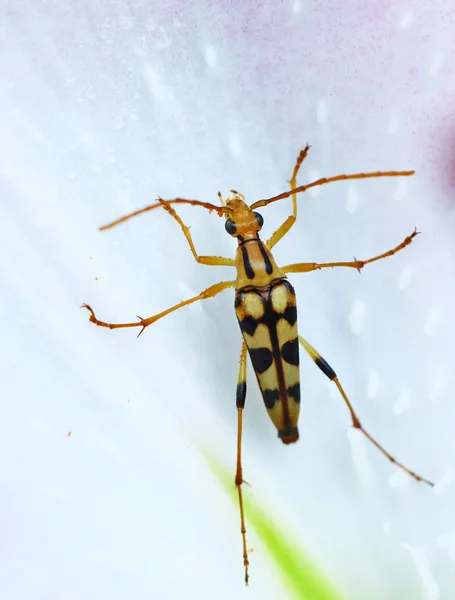 甲虫的 bug — 图库照片