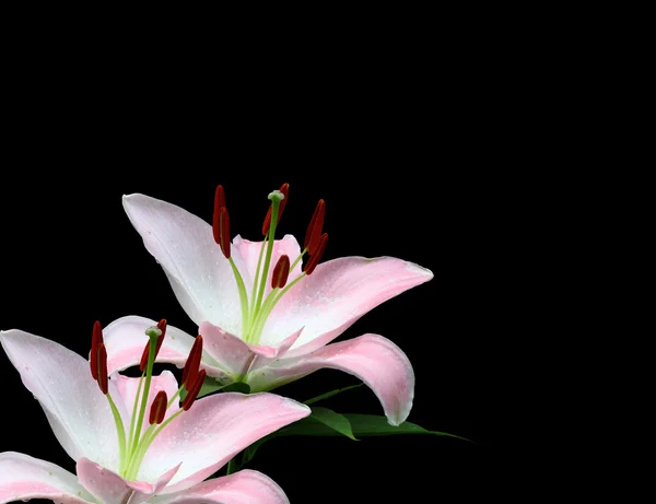 stock image Lilies