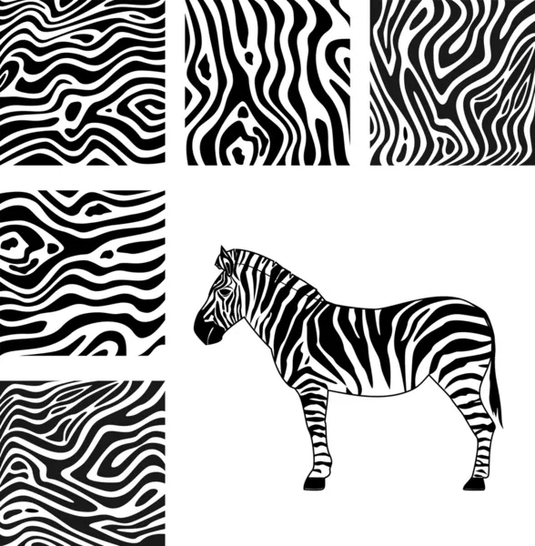 Zebra, textura de zebra — Vetor de Stock
