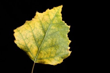 ıslak yağmur damlası leaf bitki izole kapatmak