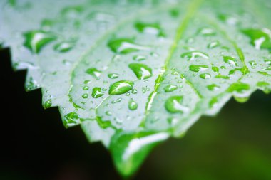 ıslak yağmur damlası leaf bitki izole kapatmak