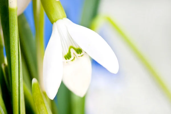 Beauty spring white snowdrop nature flower plant — Stock Photo, Image