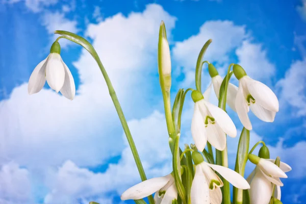 Güzellik bahar beyaz kardelen çiçek bitki doğa